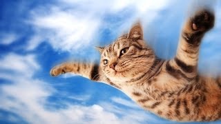 Cats Who Think They Can Fly [upl. by Adle]