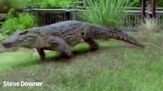 Cuban Crocodile Galloping Compilation [upl. by Galen]