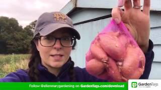 How To Grow Delicious Shallots [upl. by Canning]