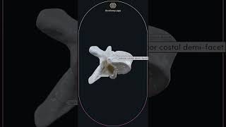 Typical thoracic vertebra T5 [upl. by Noffihc390]