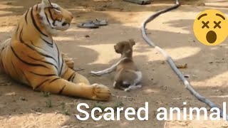 Fake Lion and Fake Tiger Scared the dogs [upl. by Aropizt597]