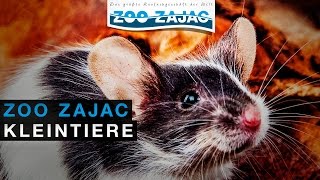 ZOO ZAJAC – KLEINTIERE [upl. by Esorbma]