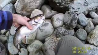 Trout Fishing In Jackman  Maine [upl. by Wilfreda]