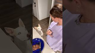 He wants my steakdinner vlog🥩 dogshorts vlog dinner dog pets cooking dogfeeding lifestyle [upl. by Htiffirg411]