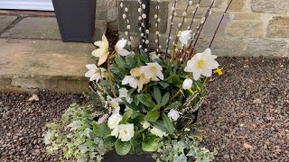 Creating early Spring containers with Hellebores and Willow [upl. by Aynas530]