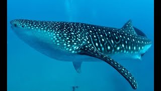 Giant Ocean Creatures  Life Under The Sea  Enormous Species 2018 Documentary [upl. by Ahsar]