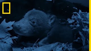 Bear Cubs Emerge From the Den  National Geographic [upl. by Nairde]