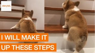 Corgi First Attempt Climbing the Stairs [upl. by Nicol994]