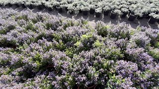 Agastache Blue Fortune  the pollinator magnet 1080p [upl. by Cost699]