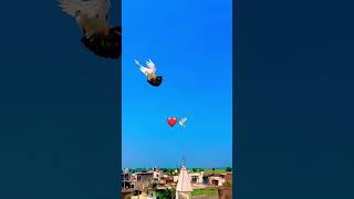 shortvideo pigeon kabootar kabutarbazi shortvideo kabutarfan428 [upl. by Kcered]