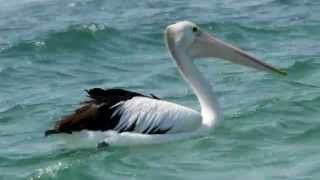 Australian Pelican Pelecanus conspicillatus  Brillenpelikan 2 [upl. by Wendelin262]