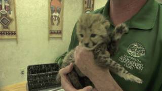 Baby cheetah cub to become part of Busch Gardens Cheetah Run attraction [upl. by Eiliak]