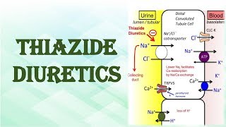 THIAZIDE DIURETICS [upl. by Annavoj]