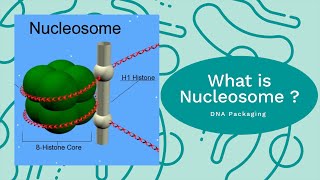 What is Nucleosome Model   What is Solenoid Model   DNA Packaging  Packed DNA into Chromosome [upl. by Weinreb]