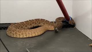 Rattlesnake Sightings A Riverside County Animal Services Video Short Sept 13 2018 [upl. by Yenruogis]