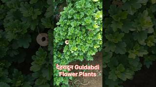 देहरादून Guldaudi Flower Plant 🏵🌸 Flower shortvideo shorts sell youtubeshorts farming song [upl. by Allianora]