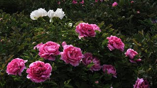 Live Blooming peonies at the China National Flower Garden in Luoyang [upl. by Nylakcaj]