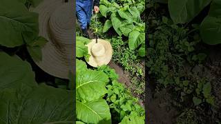 Applying herbicide for weed control process [upl. by Sibie715]