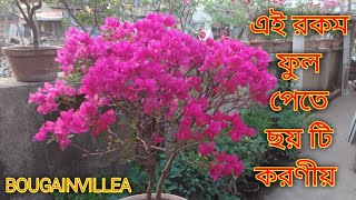 How to care of bougainvillea for 100 flowering [upl. by Yerbua402]