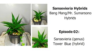 Sansevieria Tower Blue Bang Mang hybrids Episode 02 [upl. by Dust]