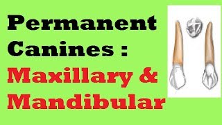 Permanent Canines  Maxillary and Mandibular [upl. by Aidul]