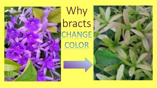 how plants communicate with pollinators why some bracts change color sandpaper creeper [upl. by Nimsay]