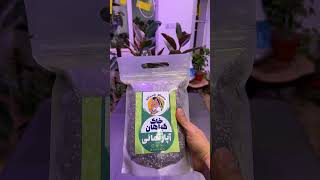 Repotting Ficus Tineke asmr plants diy ficus houseplant [upl. by Yelra]