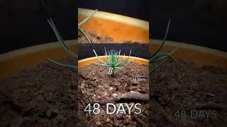 300 Days Timelapse of a Plant [upl. by Yenruogis]