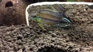 Apistogramma Agassizii Alenquer [upl. by Dyrraj]