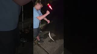 fishing 2024 garfish explore nightlife nightfishing boatramp outdoors hook line sinker [upl. by Shelley]