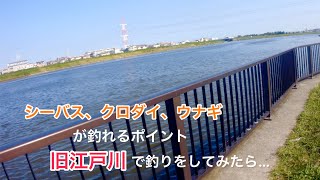 【旧江戸川】なぎさ公園前への釣行！シーバス、黒鯛、うなぎなど釣れるというポイントで夕まずめから夜まで釣りすると？！ [upl. by Ahtar880]