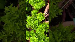 fresh vegetable cutting from tray agriculture vegetables garden satisfying shorts [upl. by Annekam]