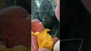 Gorilla Kisses Newborn Baby Through Glass [upl. by Baun]