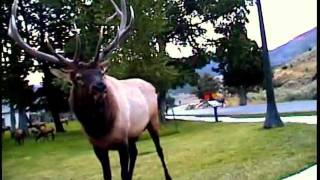 Elk charge Close call with bull elk [upl. by Enneyehs]