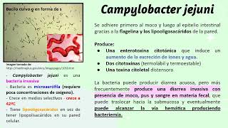 Caso clínico Campylobacter jejuni [upl. by Buerger463]