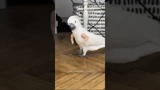 The funniest parrot Cockatoo😆🤣 [upl. by Inman766]