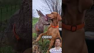 Perro resguarda a ciervo como hermano [upl. by Ayidah527]