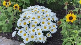 Daisy May Leucanthemum [upl. by Adnauqahs]