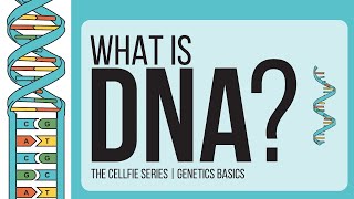 Genetics Basics Series 11  Genes DNA Alleles Chromosome  LetsTakeACellfie  Biology amp Society [upl. by Galina]