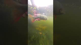 Perch fishing gunki release fishing perch lurefishing catchandrelease lurefishing [upl. by Sitoel163]