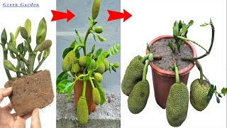 2 METHODS of propagating jackfruit trees grown in pots with outstanding growth thanks to the use of [upl. by Madaras]