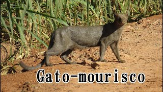 Gatomourisco é observado em Minas Gerais [upl. by Mcclelland578]