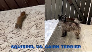 Squirrel Taunts Cairn Terrier [upl. by Assenat]