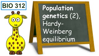 Population genetics 2 HardyWeinberg equilibrium [upl. by Ellicec285]