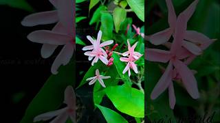 Kopsia Obscura Apocynaceae kopsia flowers garden shortsfeed shorts plants pinkjasmine [upl. by Enilekaj]