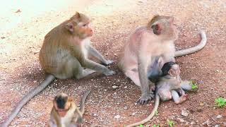 A macaque family relaxing together [upl. by Justinian516]