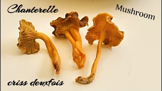 Chanterelle Jaune  Champignon  Cueillette  Mushroom  Girolle  Morbihan  Bretagne Sud  France [upl. by Aicela]