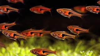 Harlequin Rasbora A Lively Addition to Your Aquarium [upl. by Rombert201]