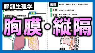 【解剖生理学（呼吸器系）】胸膜・縦隔：リメイクver [upl. by Emil]