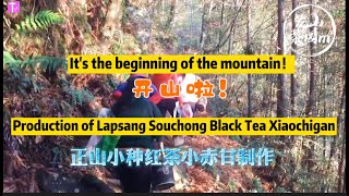 ｜Lapsang Souchong black tea｜Xiao Chi Gan production process｜TLifeTV [upl. by Suoivatnod]